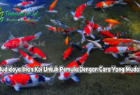 Budidaya Ikan Koi